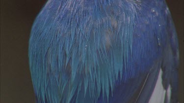cu of vibrant blue feather on back shakes water off and flies to of shot