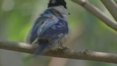 cu of vibrant blue feather on back shakes water off and flies to of shot
