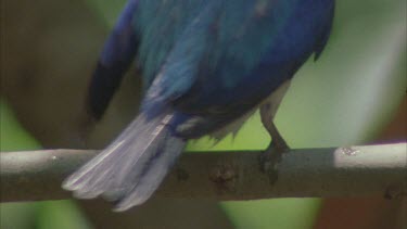 preening feathers after dipping in water , shaking
