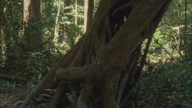 strangler fig which has completely killed its host tree. Lace like pattern with hollow pattern track along