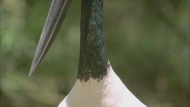neck head and beak shots , eyes and tilt up neck to head