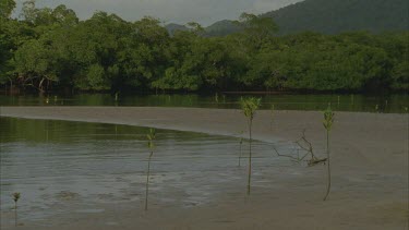 mangroves in foreground and mountains behind