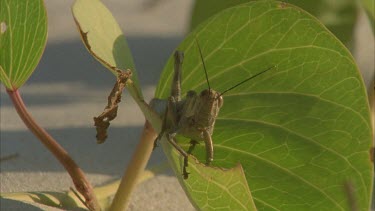 goatfsoot convolvulus with grasshopper on leaves