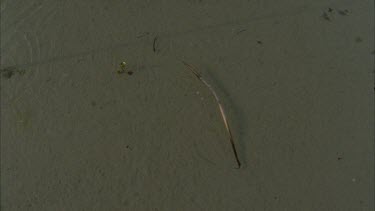 pan across to mangrove seedling growing in river , young vegetative shoot floating in river