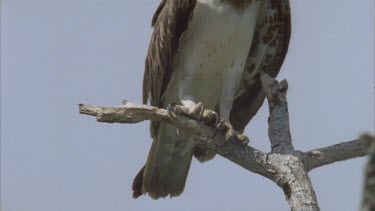 sea eagle roosting on branch talons tongue