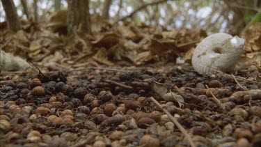 droppings on ground