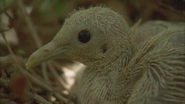 pigeon chick in nest