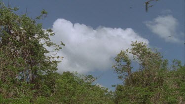 terns circling above trees