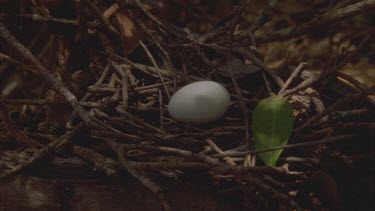 egg in nest