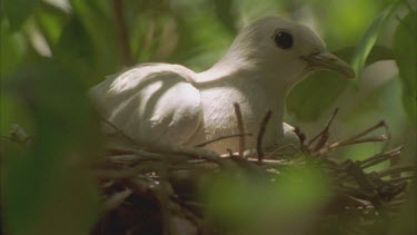 adult pigeon sitting on nest