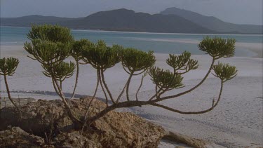 hoop pine in fg and islands and water behind