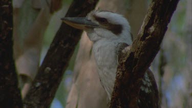 kookaburra perched on bough