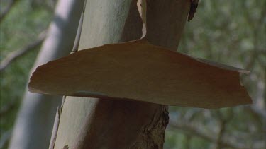 abstract shots of bark hanging of gum tree trunk