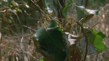 green tree ants around their nest of leaves woven together with silk