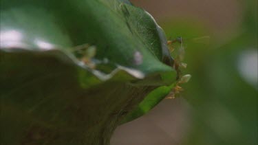 green tree ants around their nest of leaves woven together with silk