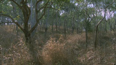 Eucalypt forest and grass under story pan