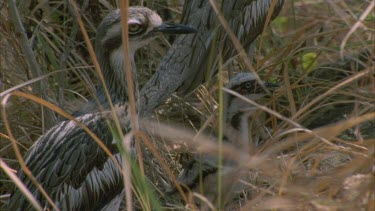 curlew family shelter in the undergrowth