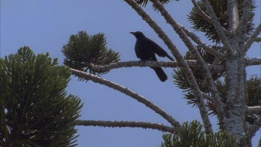 crow on hoop pine calling out