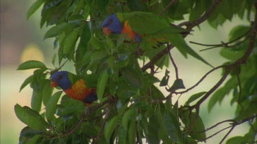 beautiful lorikeets in trees wiping beaks on branches , vibrant colours