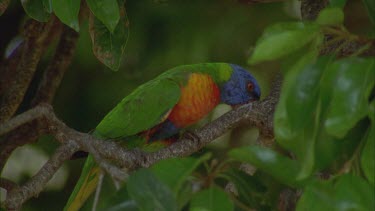 beautiful lorikeets in trees wiping beaks on branches , vibrant colours