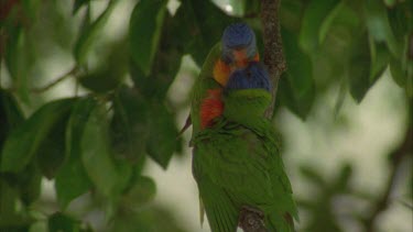 beautiful lorikeets in trees feeding each other