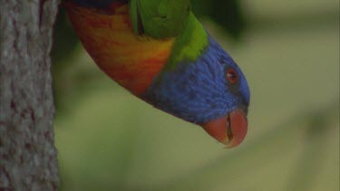 beautiful lorikeets in trees wiping beaks on branches , vibrant colours