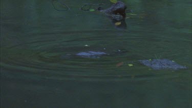 platypus surfaces and clambers onto log and begins scratching , then swims off and dives under