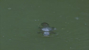Platypus floating at waters surface then dives