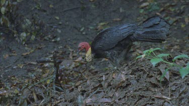 turkey on leafy mound scratching leaves off