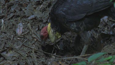 turkey on leafy mound scratching leaves off putting head into hole
