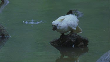 cockatoo bending down to drink from river in rain
