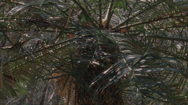 tilt up macrozamia palm and fronds