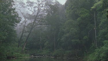 Broken river waterhole surrounded by rainforest vegetation