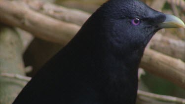 male bird head eyes and beak profile looking around