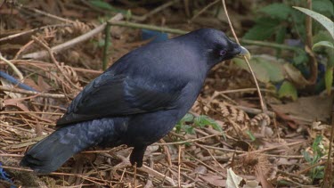 male bird attends to bower picking up thin twigs and weaving them into walls of the bower