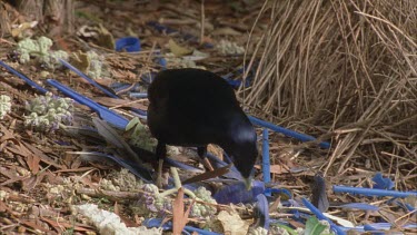 male bird attends to bower picking up thin twigs and weaving them into walls of the bower