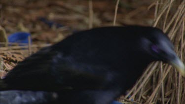 male bird attends to bower picking up thin twigs and weaving them into walls of the bower