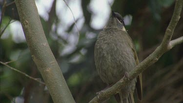 honeyeater looking for insect and then flies off