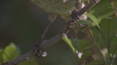 female perched on branch tilt up from feet to head showing plumage with no colour compared to male