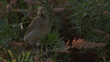 female perched on Grevillea branch then flies off