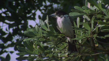perched in branch looking