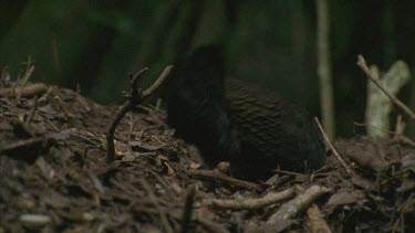 male turkey scratching leaves off huge mound