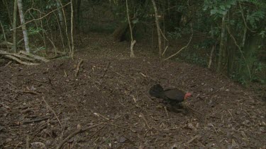 male turkey scratching leaves off huge mound leaves fly into camera lens