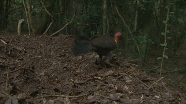 male turkey scratching leaves off huge mound leaves fly into camera lens