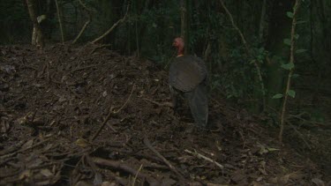 male turkey scratching leaves off huge mound leaves fly into camera lens