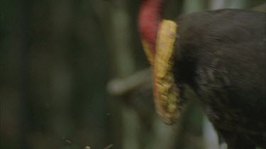 male turkey legs strong ,scratching leaves off mound head shots as well