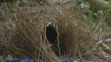 male bird tending bower putting twigs in place