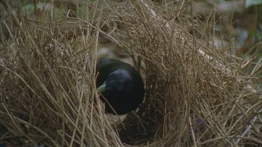 male bird tending bower putting twigs in place