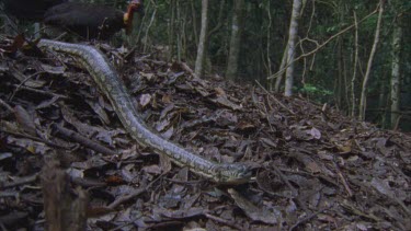 male turkey scratching leaves off mound towards a fleeing carpet python