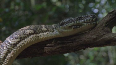 python head and mid body looping over branch showing beautiful pattern on scales